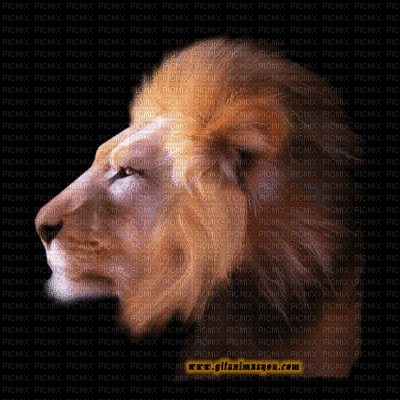 lion - GIF animate gratis