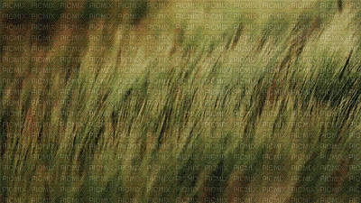 Hierbas - Безплатен анимиран GIF