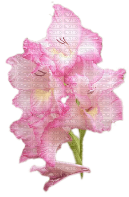 Fleurs rose - PNG gratuit
