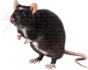Muis/Rat - Free PNG