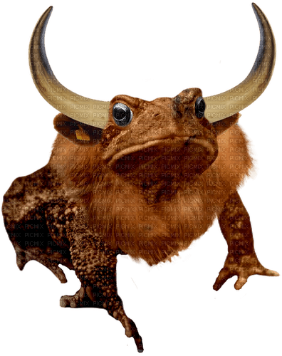 bull toad animal cute farm - Free PNG