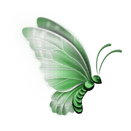 Schmetterling butterfly - nemokama png