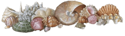 sea shells bp - nemokama png