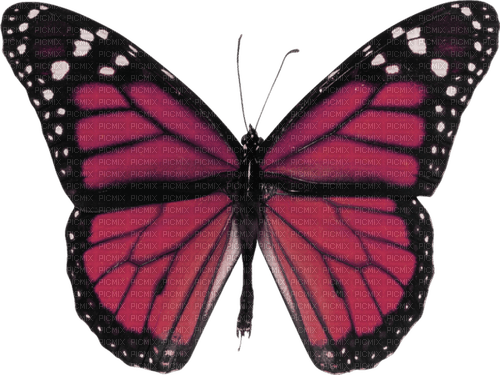 dolceluna scrap vintage butterfly - PNG gratuit