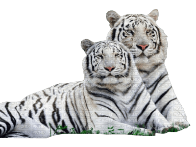 white tiger bp - δωρεάν png