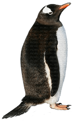 Penguin.Bird.pingouin.Victoriabea - png grátis