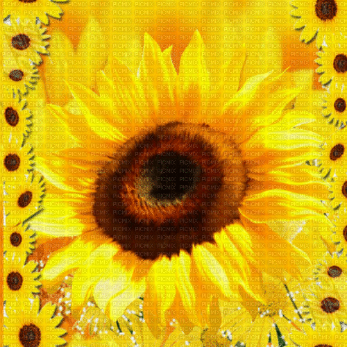 Sa  /  background.sunflower.animated.yellow.idca - GIF animate gratis