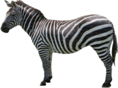 Zebra - png ฟรี