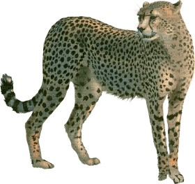 Kaz_Creations Cheetah - безплатен png