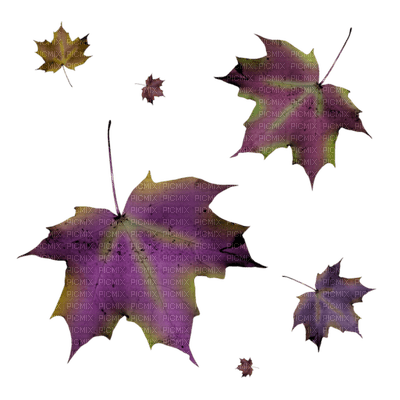 feuille violette.Cheyenne63 - Free PNG