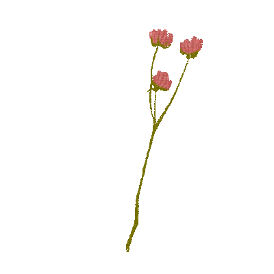 Fleur.Bouquet.Ramo.branche.branch.Flowers.Victoriabea - Бесплатни анимирани ГИФ