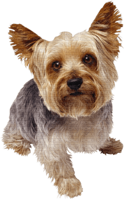 patymirabelle chien yorkshire - besplatni png