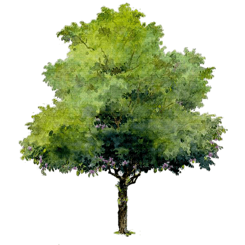 дерево акварель - 無料png