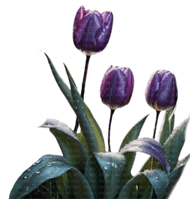 Flores claveles - Free PNG