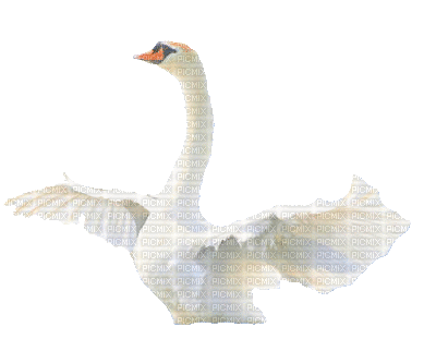 Swan 777 Mil - GIF animé gratuit