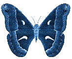 Butterfly, Butterflies, Insect, Insects, Deco, Blue, GIF - Jitter.Bug.Girl - Zdarma animovaný GIF