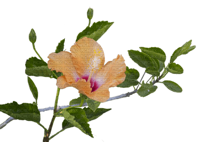 FLOWER - darmowe png
