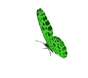 Schmetterling - Free animated GIF