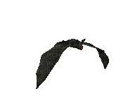bat katrin - Darmowy animowany GIF