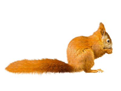 orava, squirrel - nemokama png