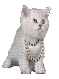 cat katze milla1959 - 無料のアニメーション GIF