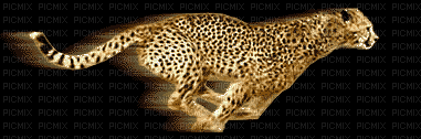 cheetah bp - 無料のアニメーション GIF
