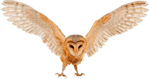 Owl - ilmainen png
