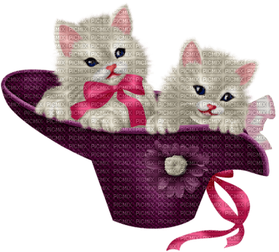 Kittens - 免费PNG