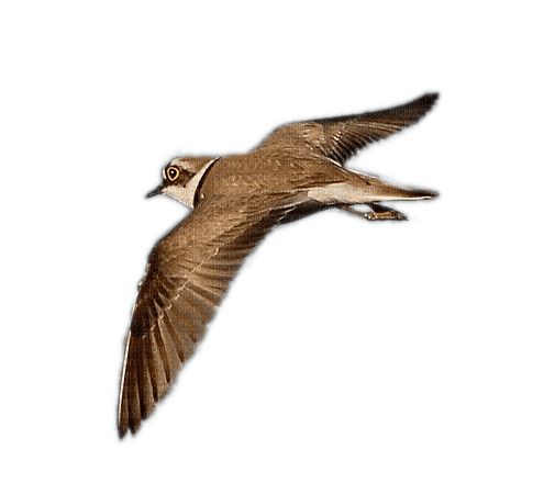 Vogel im Flug - PNG gratuit