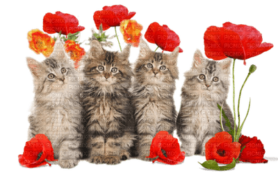 patymirabelle chatons et fleurs - 免费PNG