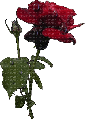 Ladybird - RED ROSE - 免费动画 GIF