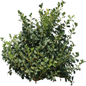 arbusto - ücretsiz png