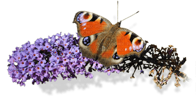 Kaz_Creations Peacock Butterfly Deco - ilmainen png