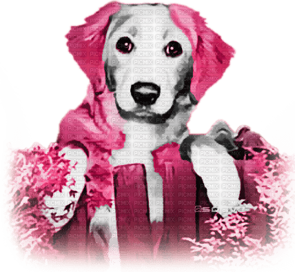 soave dog animals autumn fence  black white pink - безплатен png
