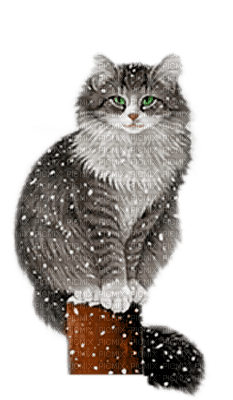 Kathleen Reynolds Winter Cat Kitten - ücretsiz png