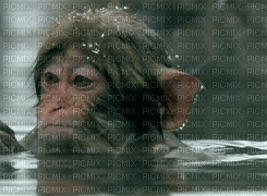 monkey bp - Nemokamas animacinis gif