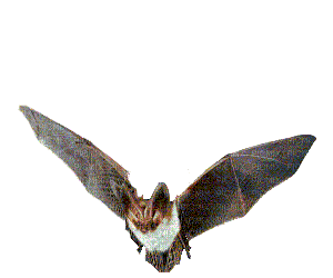 murciélago.deco - Darmowy animowany GIF