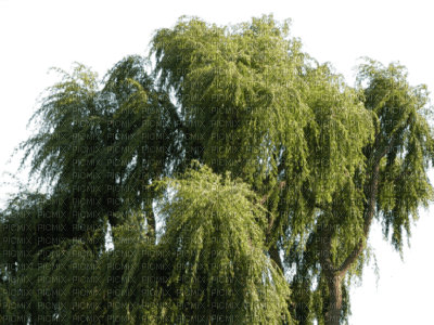 arbol paisaje - ücretsiz png