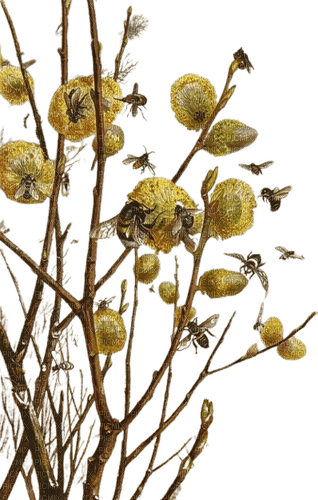 bees and botanicals - kostenlos png
