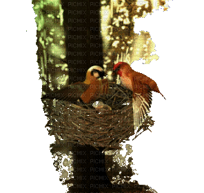 birdhouse ,bird - Free animated GIF