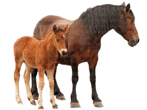 horses - nemokama png