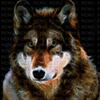 color wolf - Free animated GIF
