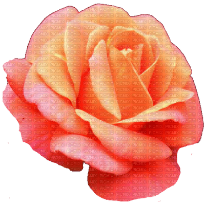 trandafir - 免费PNG