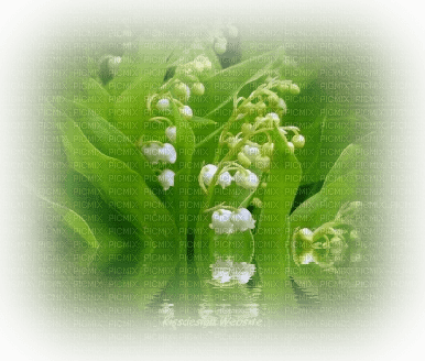 lily of the valley - 無料png