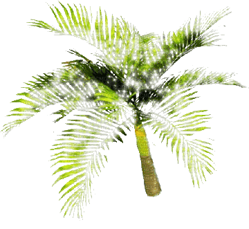 palm tree - GIF animé gratuit
