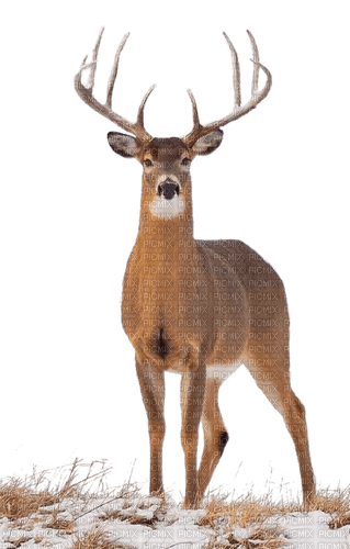 Hirsch, Reh, deer - PNG gratuit
