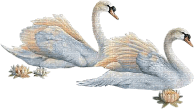 Kaz_Creations Bird Birds Swans - GIF animé gratuit