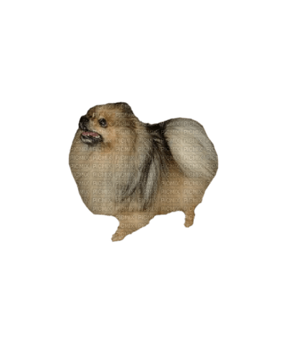 Pomeranian Naomi - ingyenes png