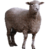 sheep - nemokama png
