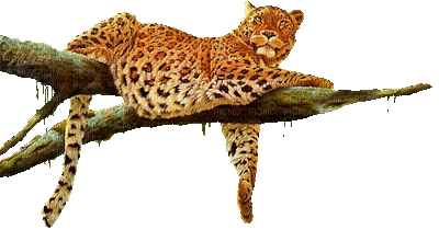 léopard - Animovaný GIF zadarmo